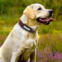Charger l&#39;image dans la galerie, Bold Collar
